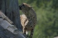 Cjp_2011_08_01_092907 (2).jpg